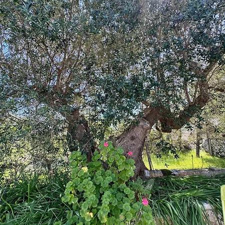 Trullo Joy Lejlighed Ostuni
