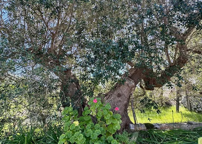 Trullo Joy Apartment Ostuni