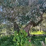 Trullo Joy Lägenhet Ostuni